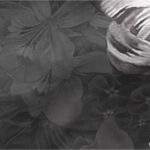 D1609579_2